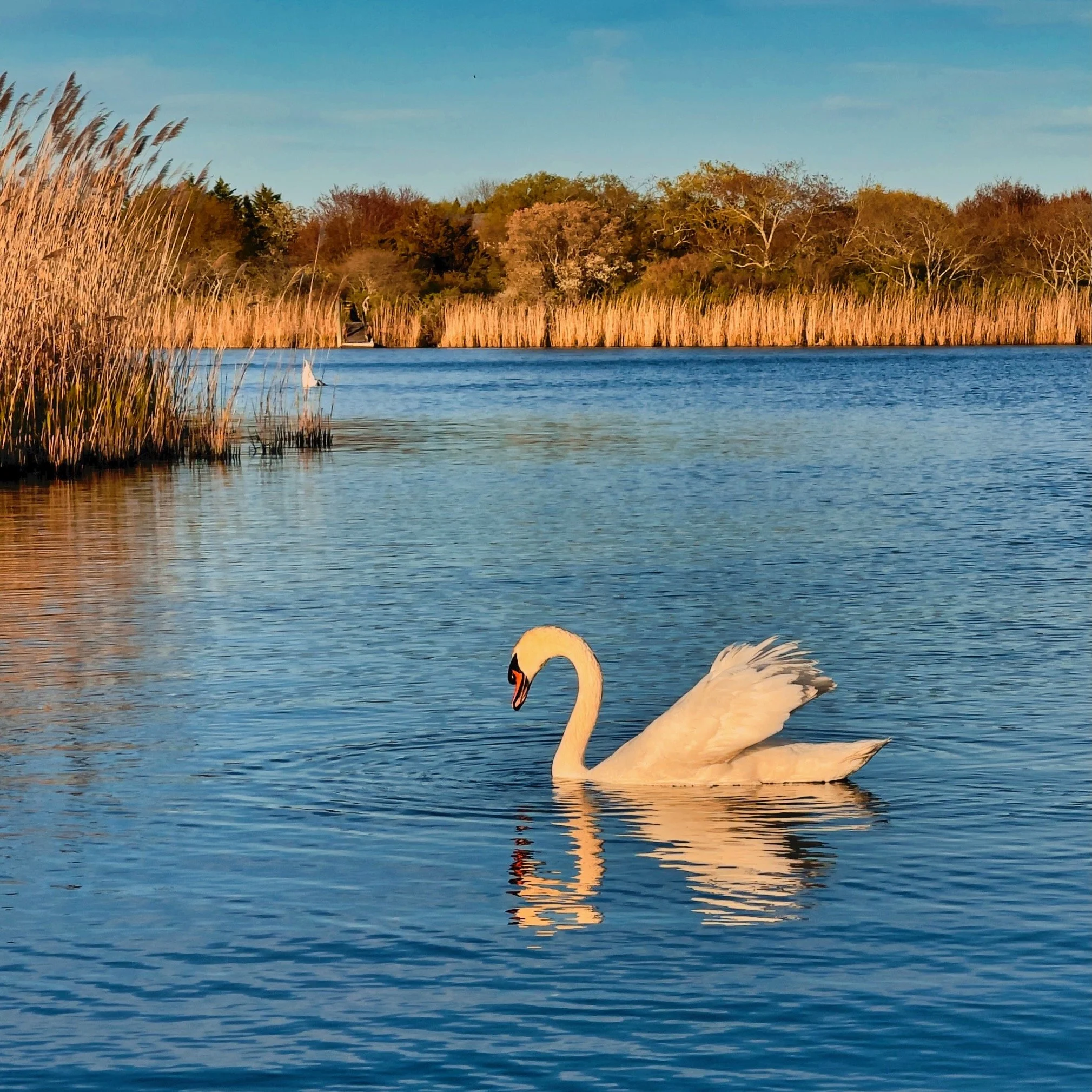 Swan on the creek