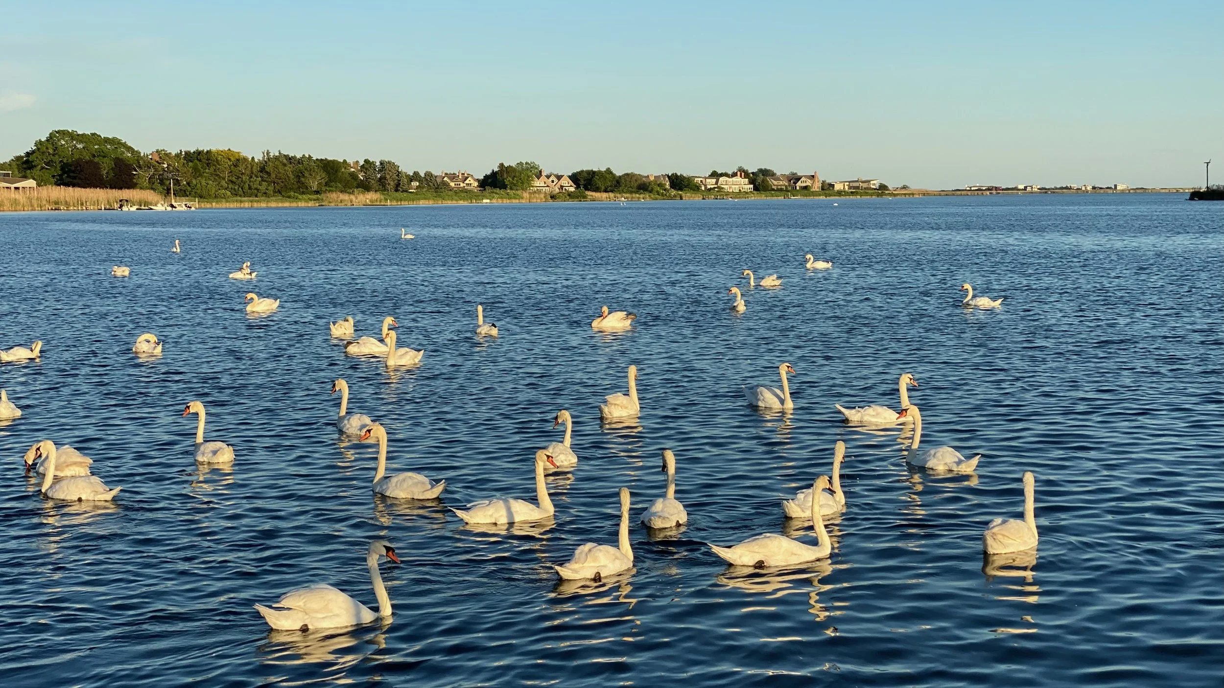 Swans on Mecox Bay